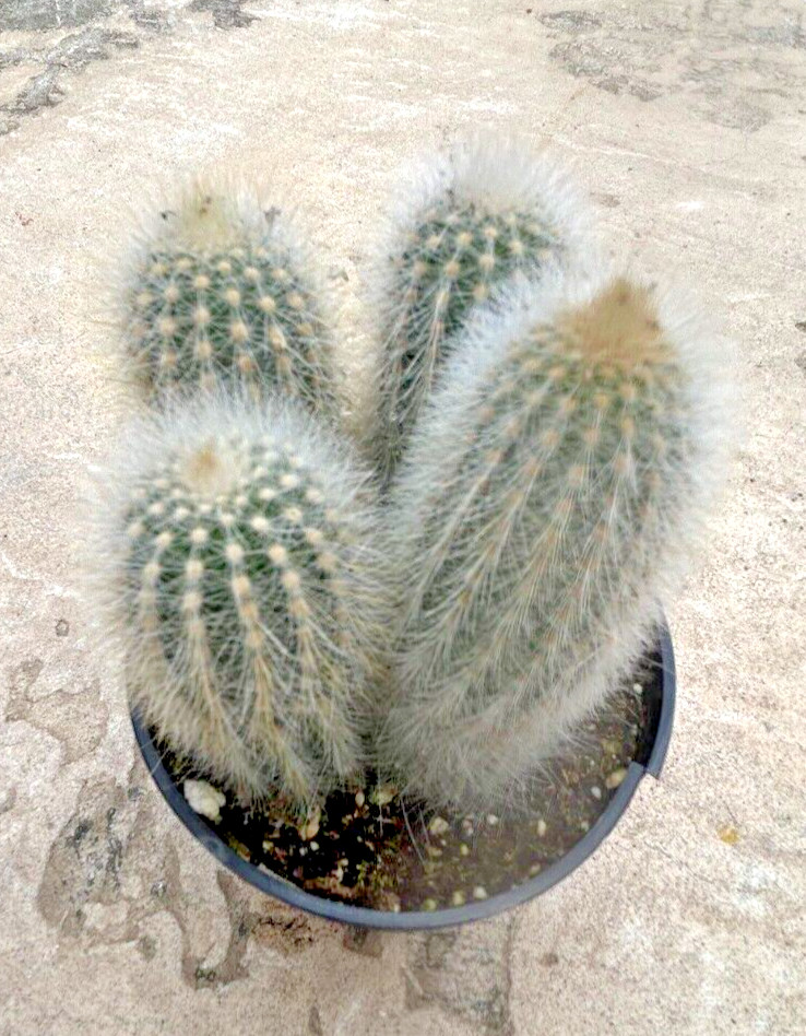 Thrixanthocereus Senilis, 4 heads per container, Comes in a 3.5″ Pot