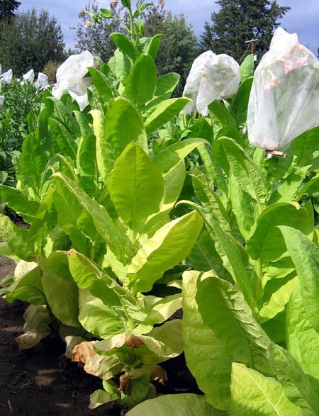 1000 Burley 9 Nicotiana Seeds ~ Drought Resistant Non-GMO Nicotiana Tabacum