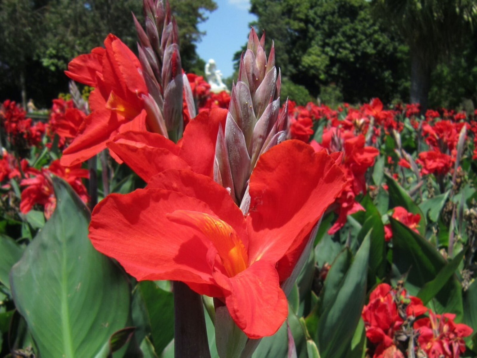 Red / Pink Canna Lily Seeds Texas Grown – Attracts Hummingbirds