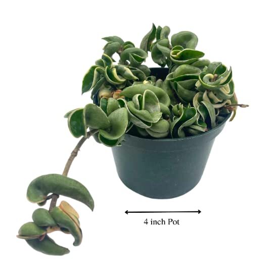 Variegated Hindu Rope, 6 inch, Hoya Compacta Carnosa, Very Rare Limited,