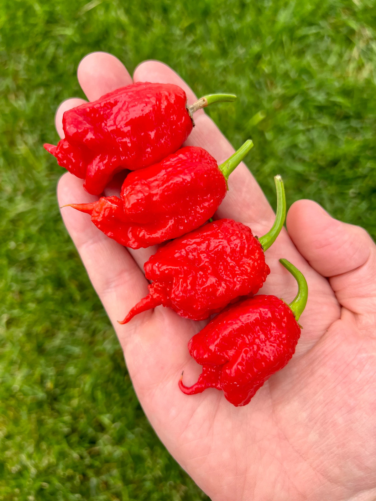 Carolina Reaper Pepper Seeds Pack – World’s Hottest Pepper!