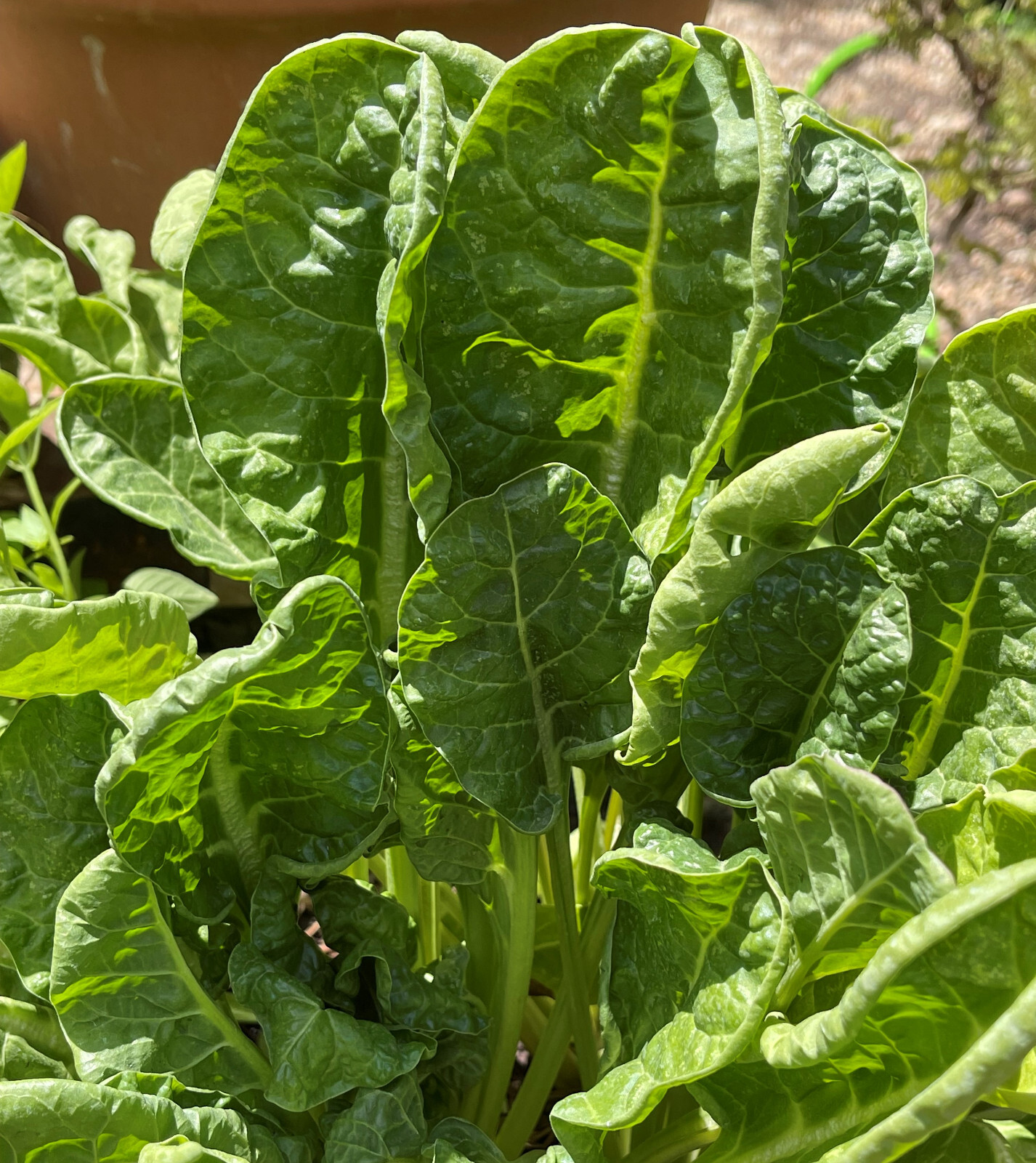 50+ PERPETUAL SPINACH SWISS CHARD SEEDS FRESH HARVEST FOR GARDENS