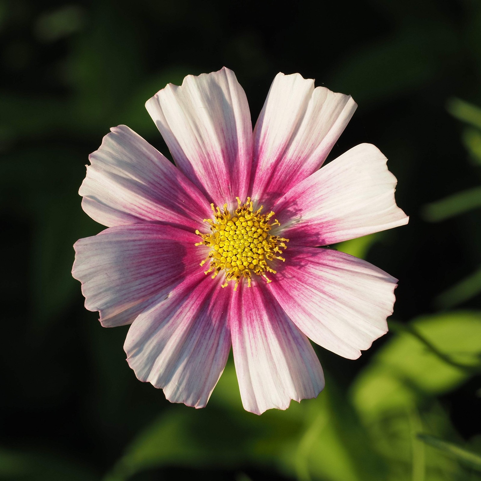150 DAYDREAM COSMOS Bipinnatus Flower Seeds