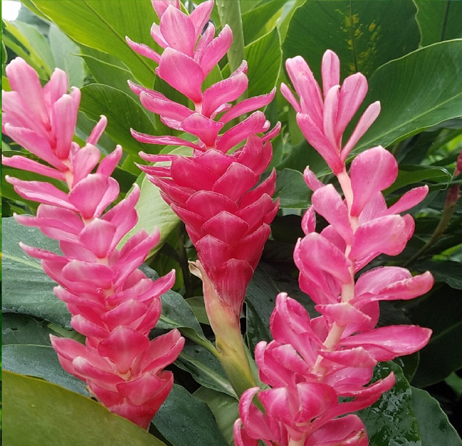Pink Hawaiian Ginger Plant (Alpinia purpurata) Roots 2 Pack