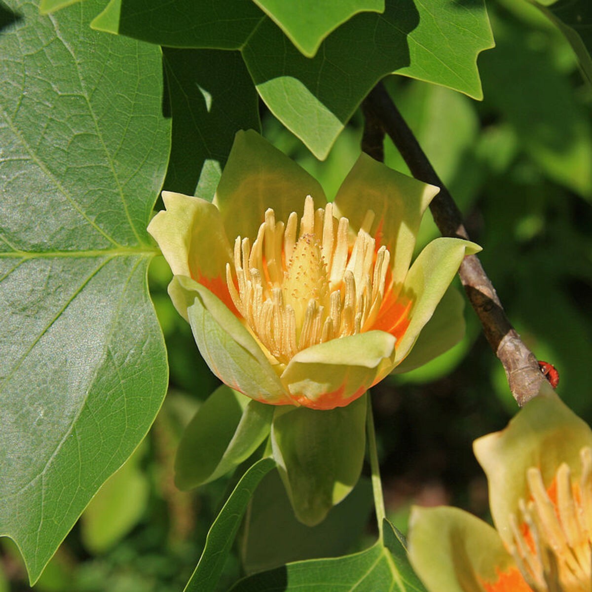 1-2 ft tall Tulip Poplar tree, Liriodendron Tulipifera, produce yellow flowers