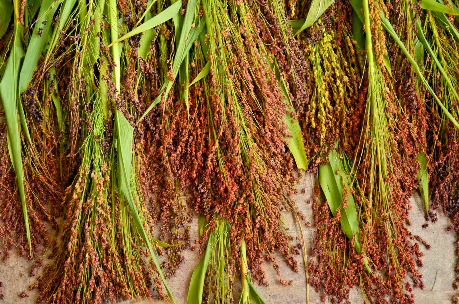 100+BROOM CORN Seeds Heirloom Sorghum Vegetable Grain Multi Color Crafts Easy