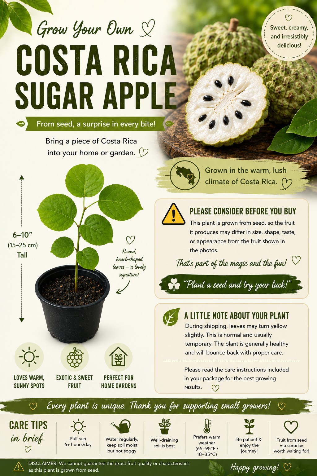 Costa Rica Sugar Apple Seedling 6-10″ Rare Seed Grown Tropical Fruit Tree
