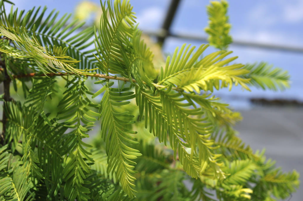 Dawn Redwood (Metasequoia glyptostroboides), 50 seeds