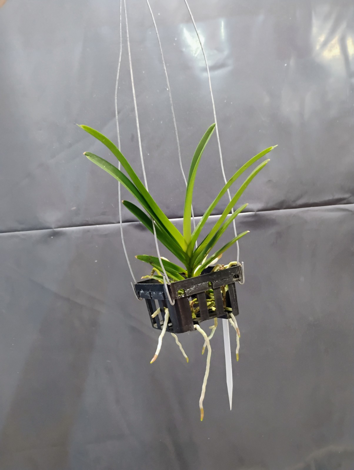 Vanda Orchid – Aranda Chao Praya Beauty