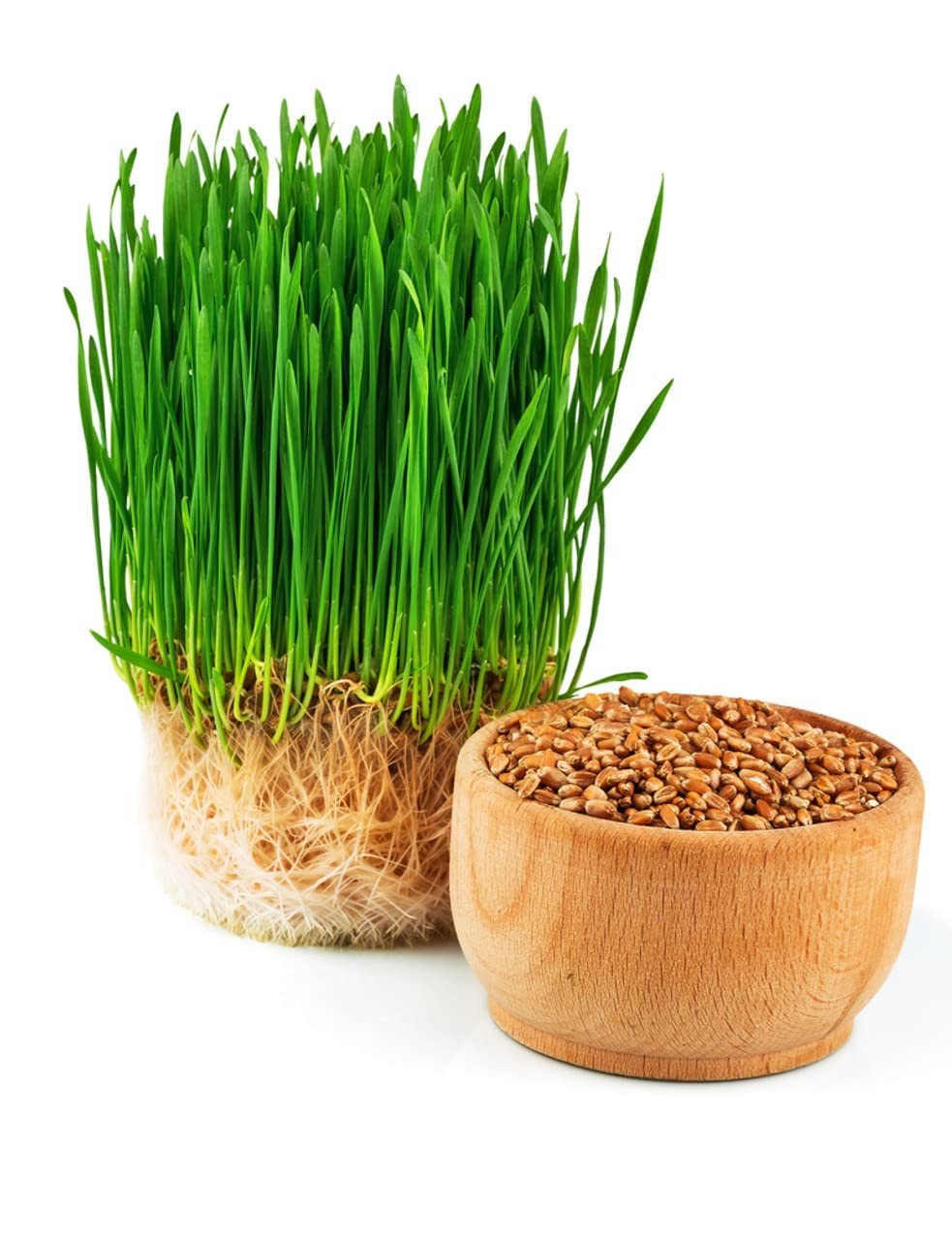 Non-GMO Hard Red Winter Wheatgrass Seeds – Chemical Free, High Germination (5 lb
