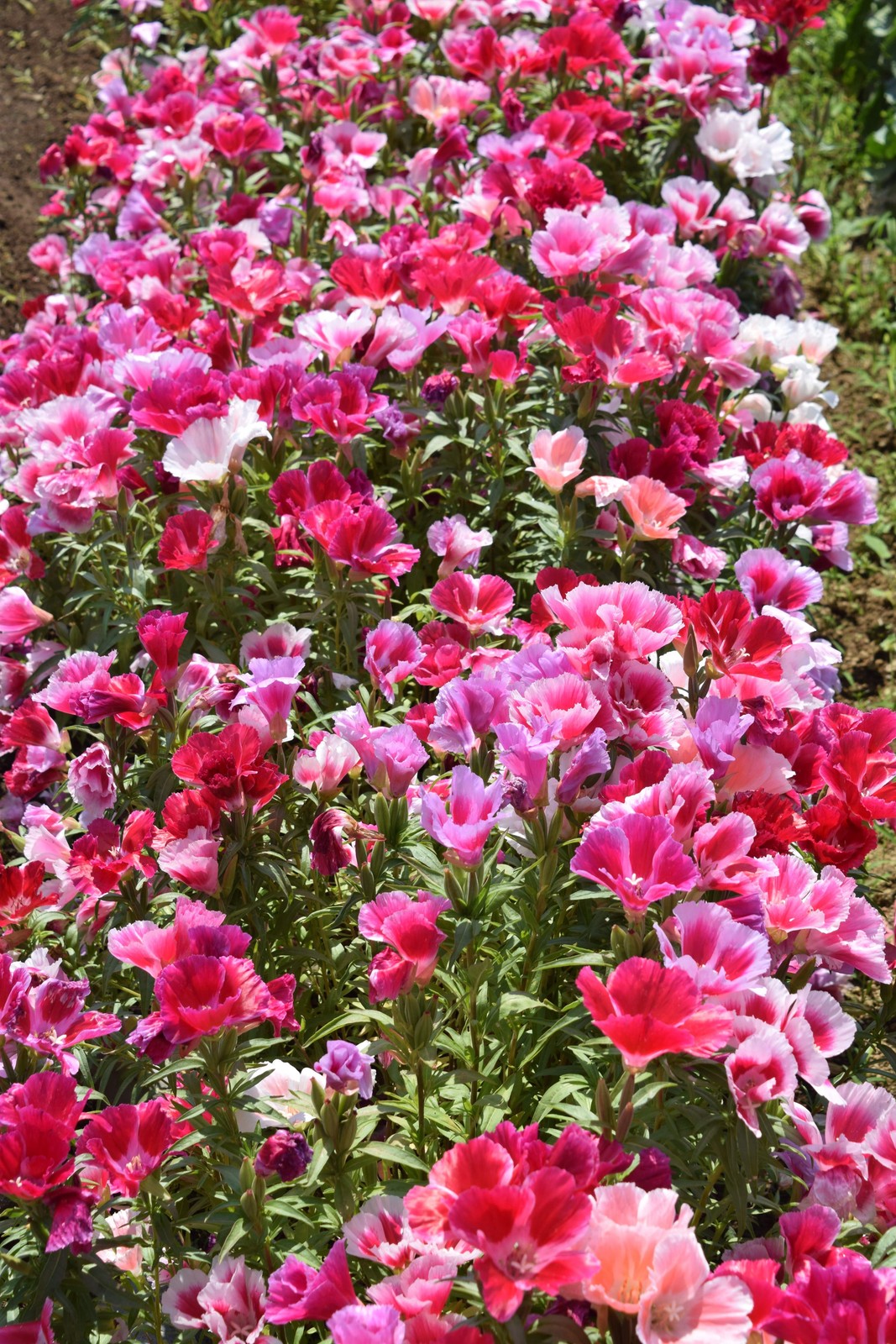 500 Pink FAREWELL TO SPRING Clarkia Elegans 2 Tone Striped Flower Seeds *Flat SH