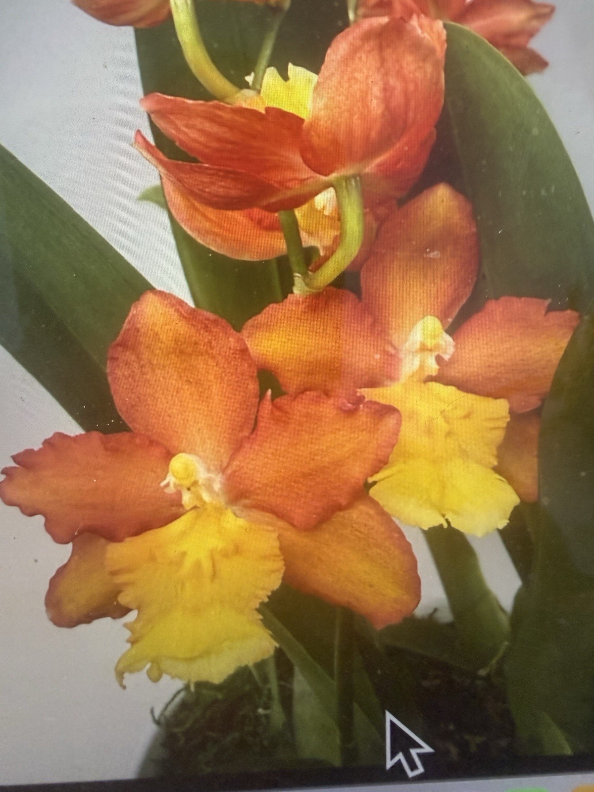 ORCHID PLANT Onci lava zone one rooted bulb no pot