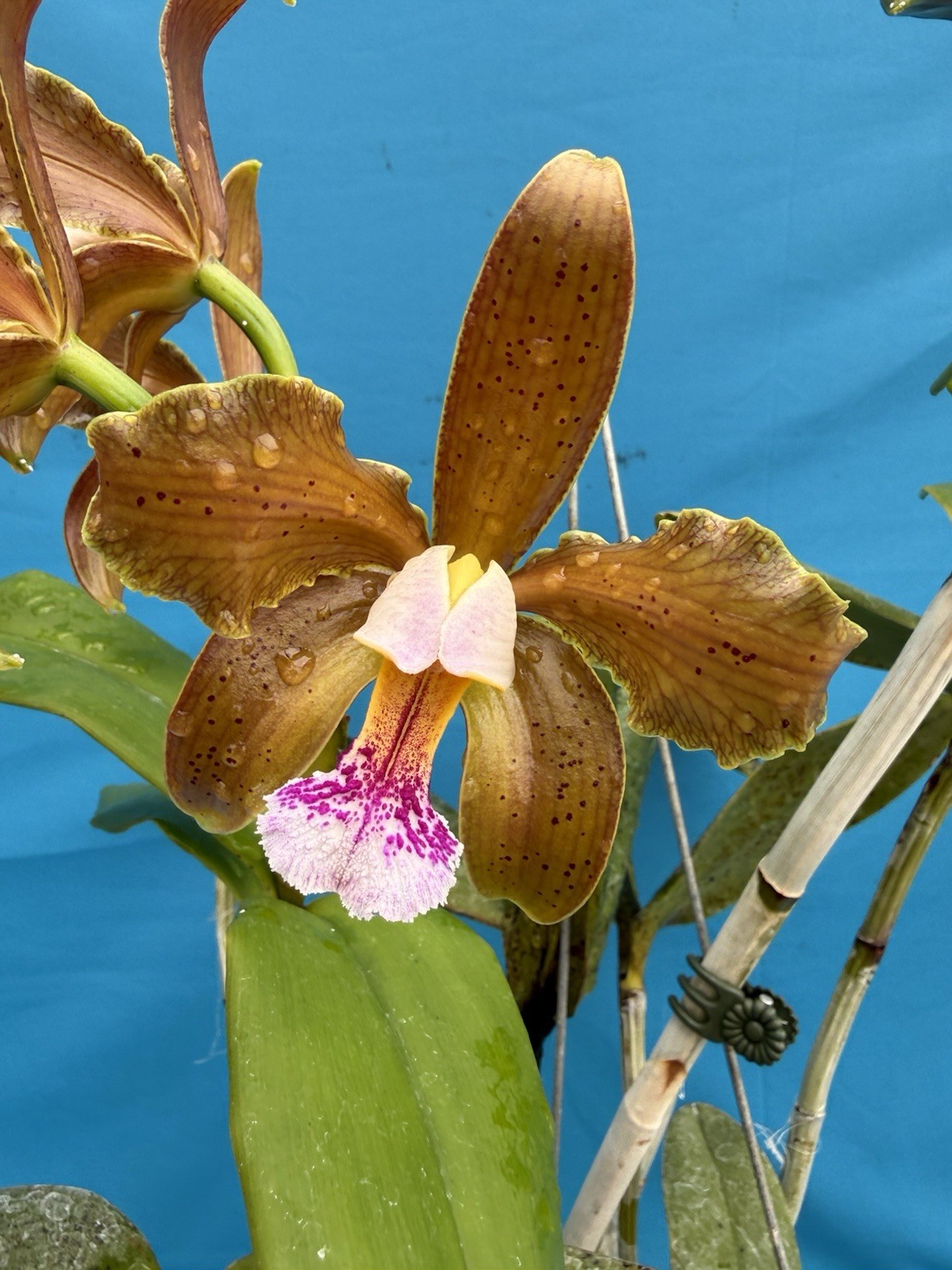 Cattleya granulosa ‘Coppertone Tan’ X velutina Spotty Orchid Eros Hybrid 4” Pot