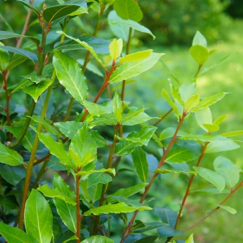 Laurus Nobilis Bay Leaf Tree Plant 5-7 Inches Sweet Bay Laurel