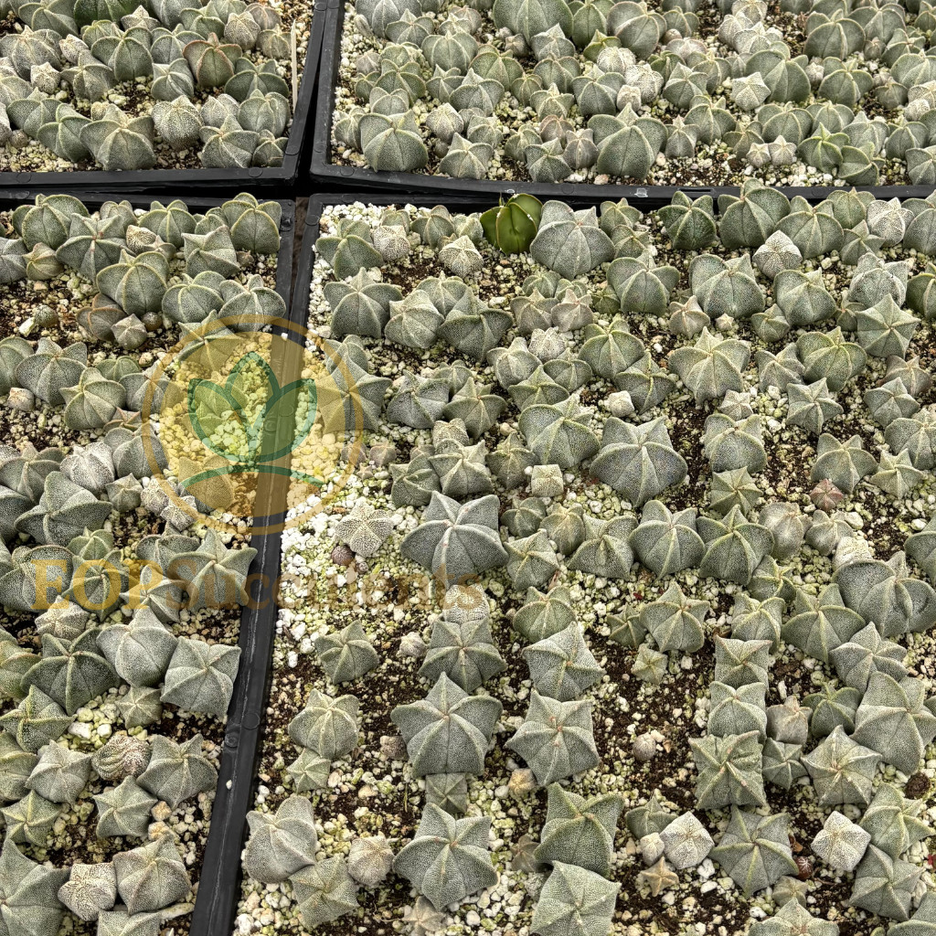 Astrophytum myriostigma – Bishop’s Cap Cactus Rare Live Plant (4″ Pot)