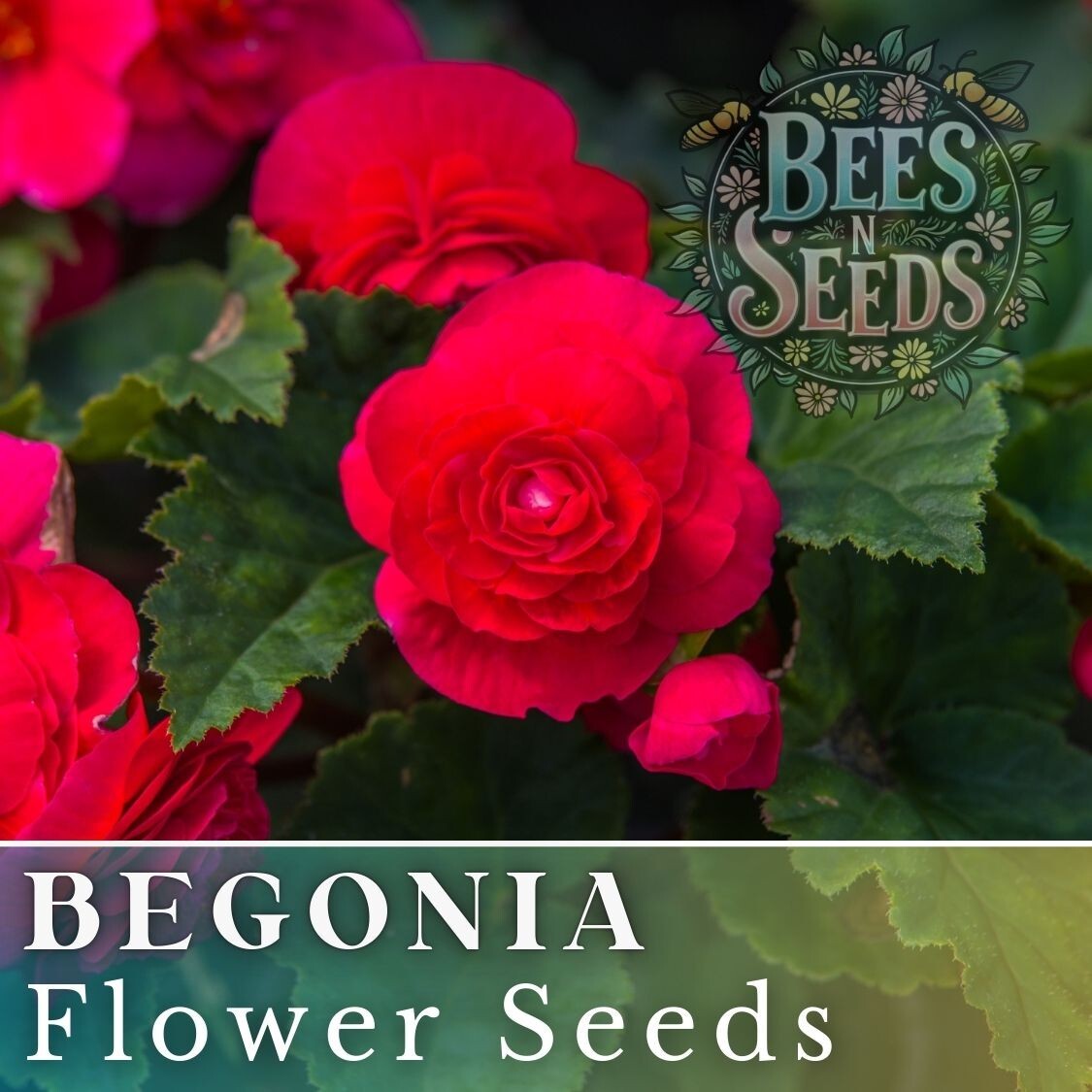 Royal Luxe Begonia Seeds 45 or 125 Seeds Flower, Flower Seeds, Non GMO