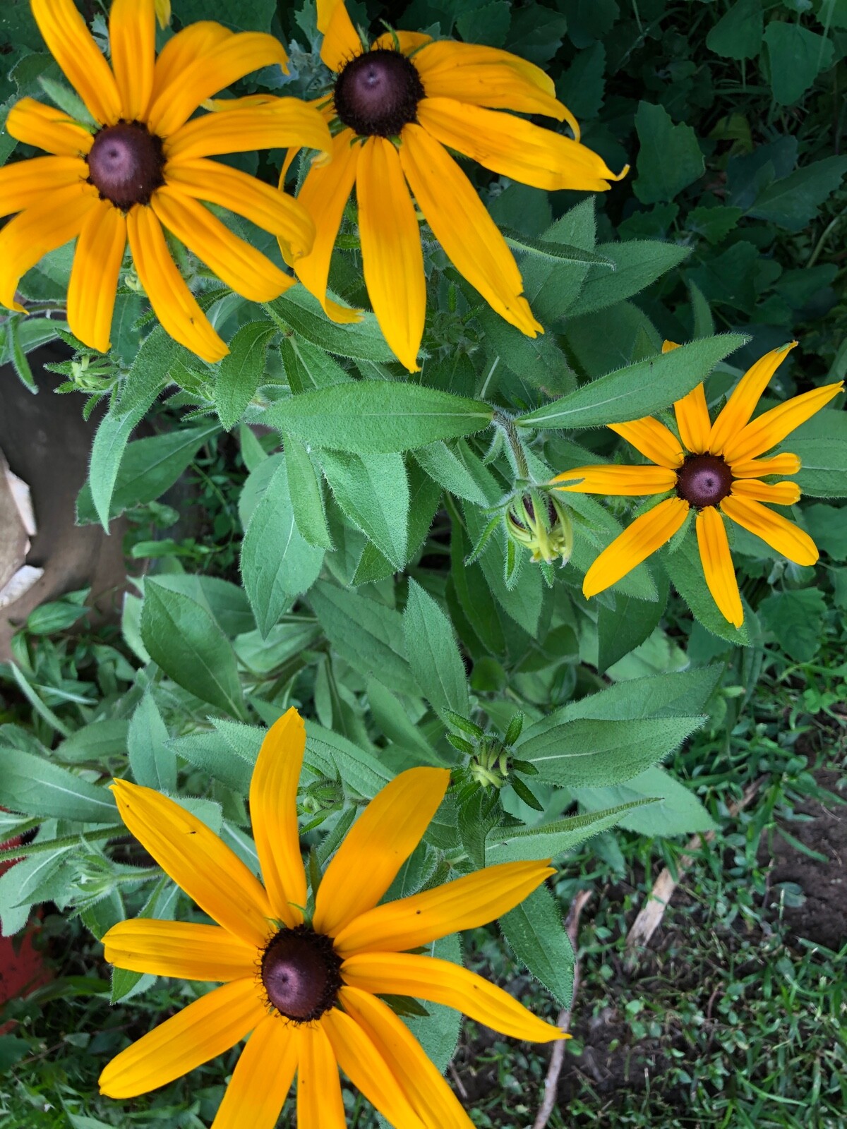 Organic Rudbeckia Hirta SEEDS~Gloriosa Daisy BlackEyed Susan~Color Variation Mix