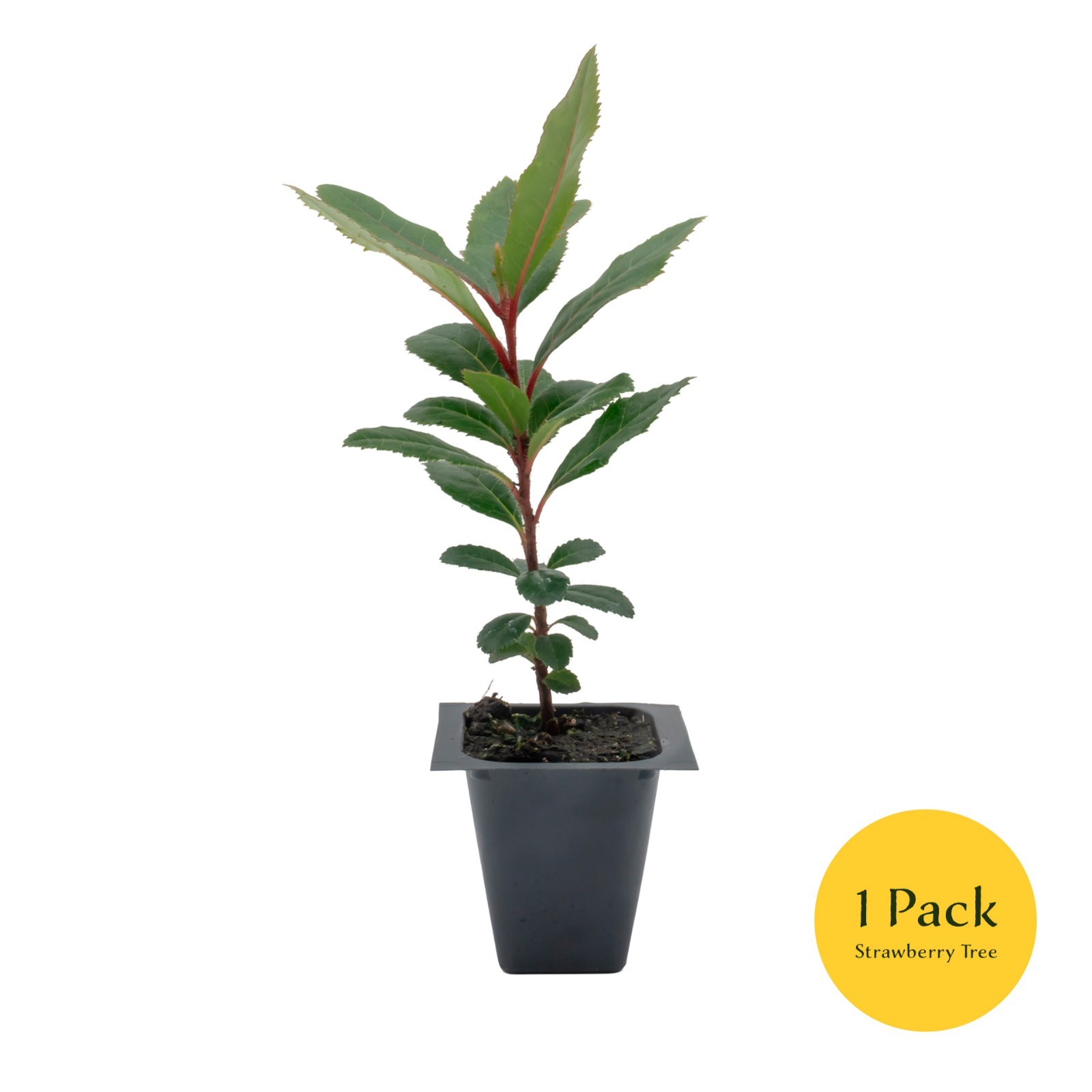 Arbutus Unedo – Strawberry Tree – Live Plants – Sweet Beauty in 2.5 Inch Cubes