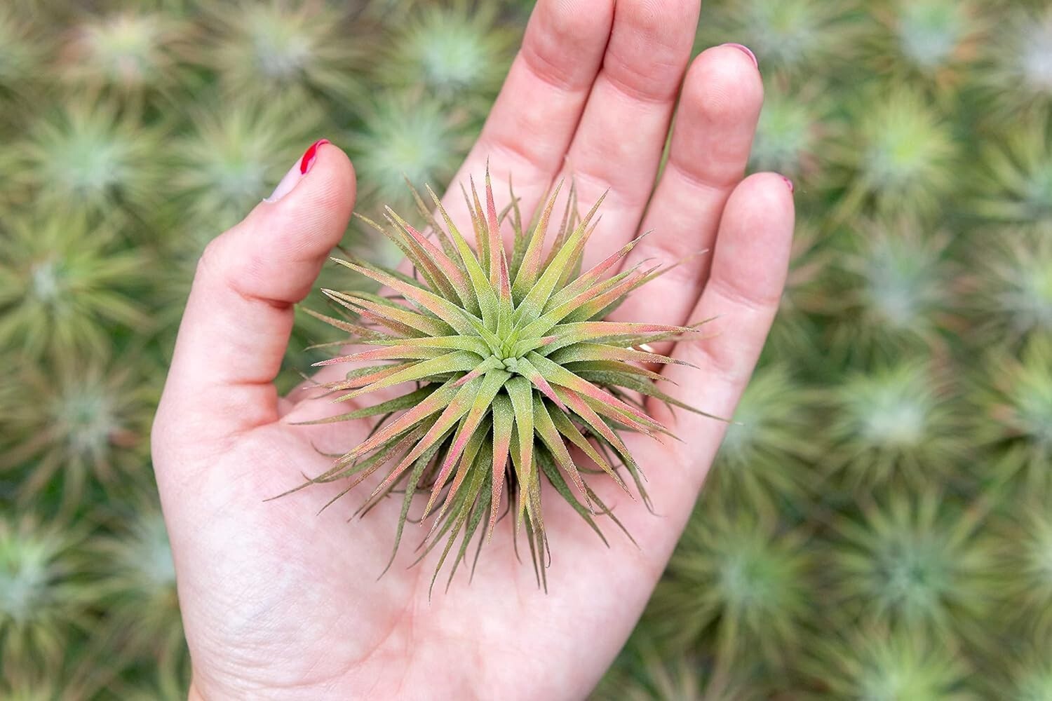 Ionantha Mexican Air Plants – Wholesale & Bulk – Seasonal Easy Care House Plants