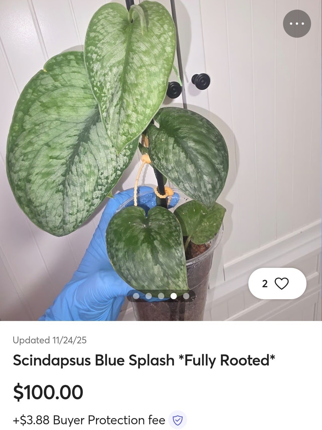 Rare Scindapsus Blue Splash 12″ Tall 2 Plants Aroid not Monstera Philodendron