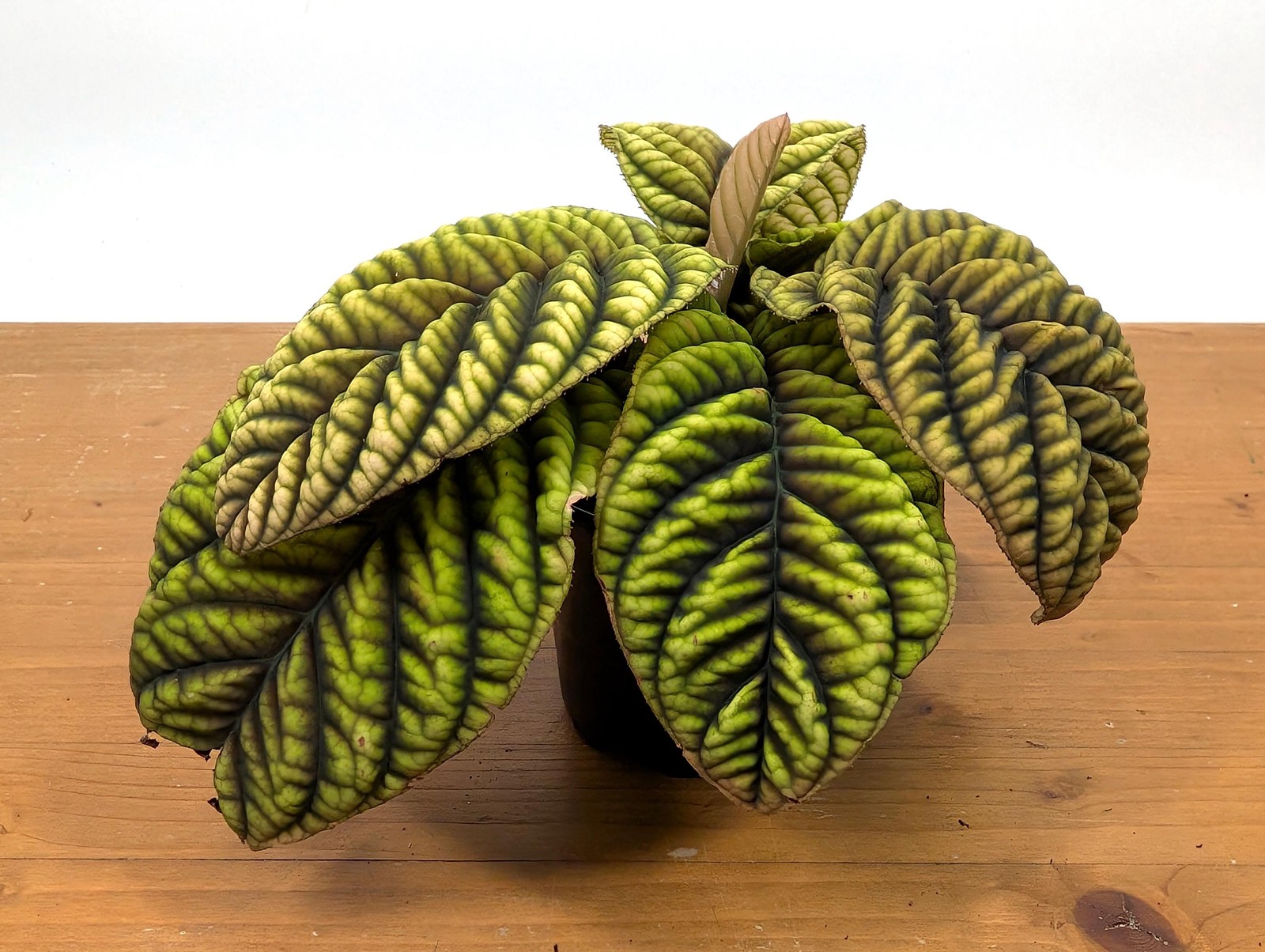 Ardisia Crenata Cool Fire – Deeply Textured Matte Leaves with Red/Green/Yellow