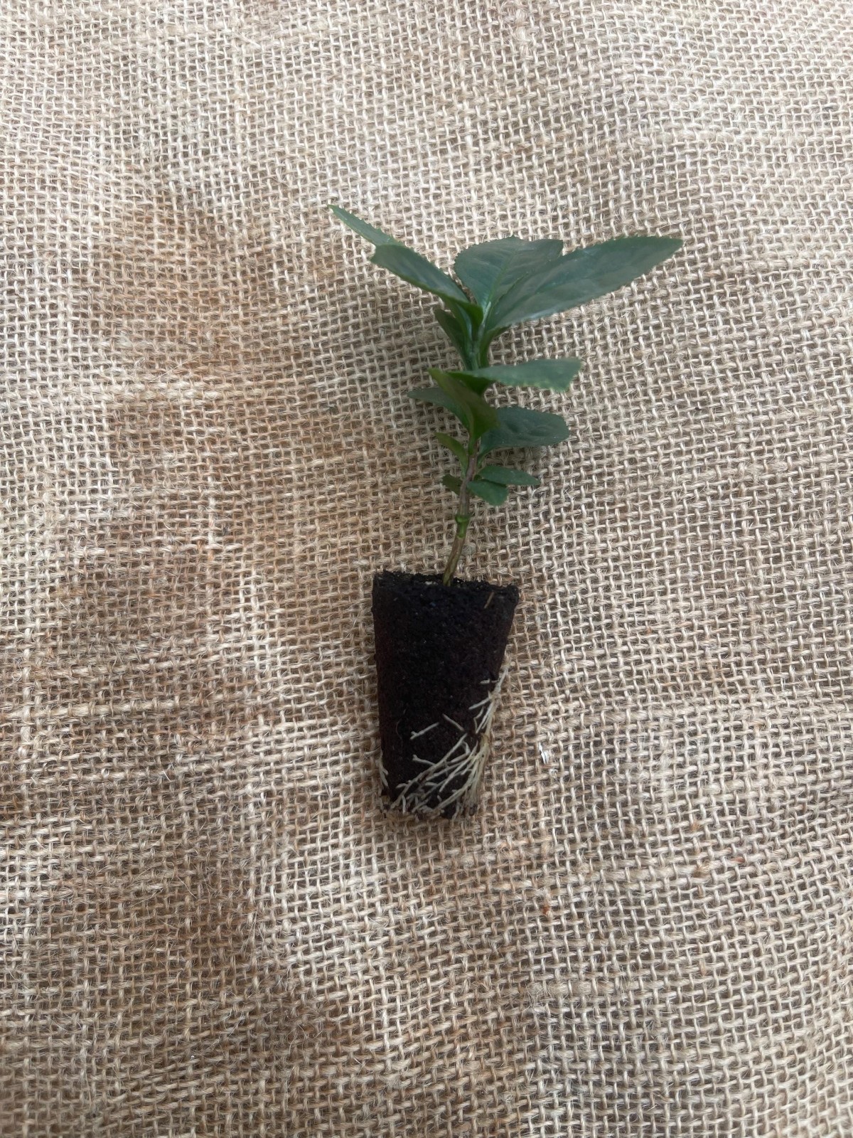 Camellia Sinensis Tea Plant Live Herbal Tea Garden Plant Gift Idea