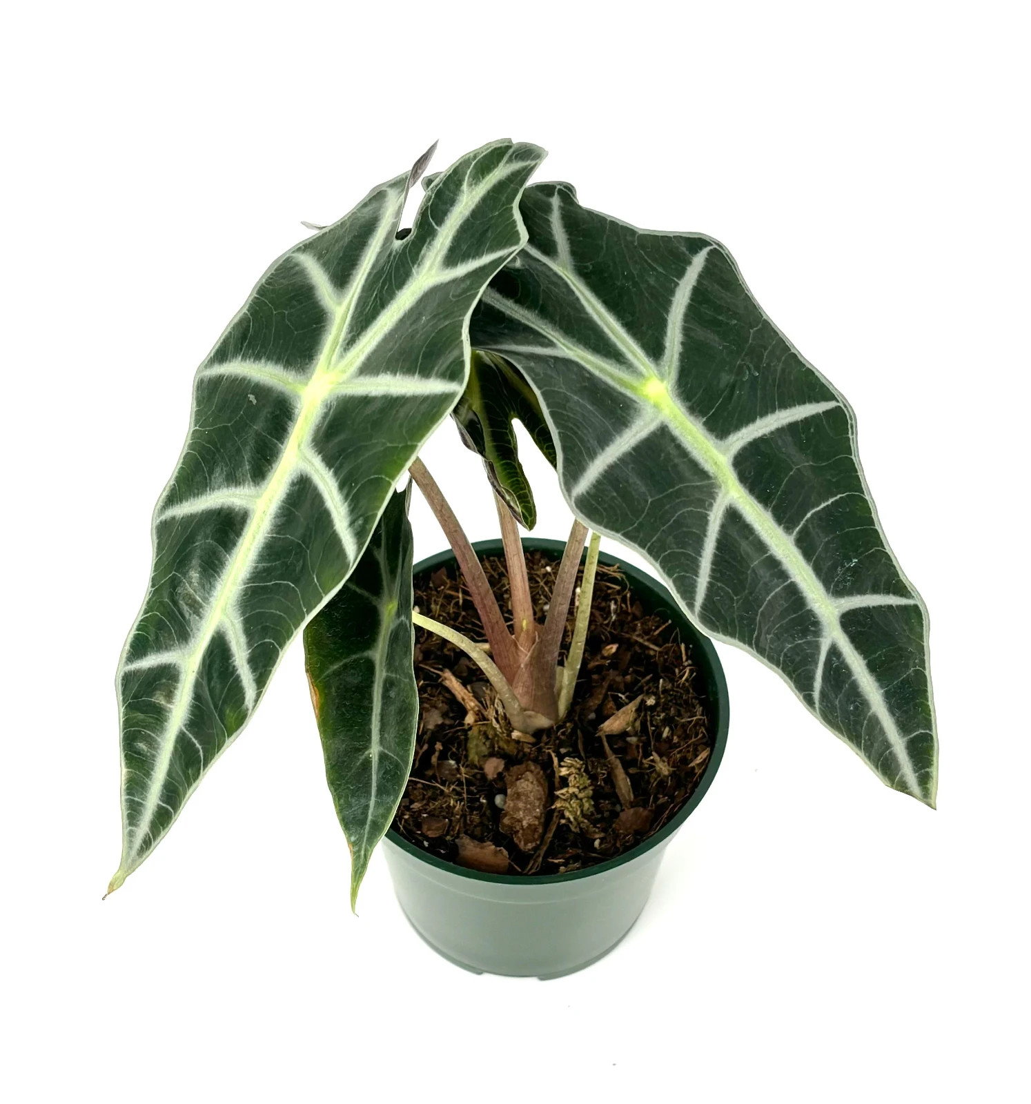 Alocasia ‘Polly’ African Mask Houseplant, 4″ Pot Air Purifying