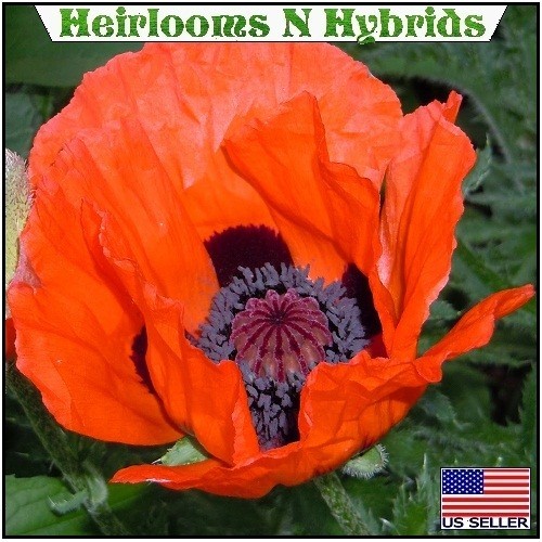 5,000+ Perennial Prince of Orange Papaver Oriental Poppy Seeds For Planting Rare