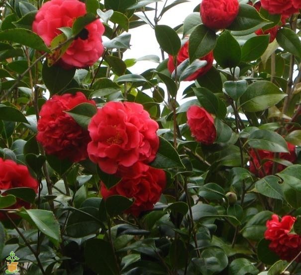 ( 1 ) – Kramers Supreme Red Camellia Japonica – Starter Plant (LG) ( 1 plant )