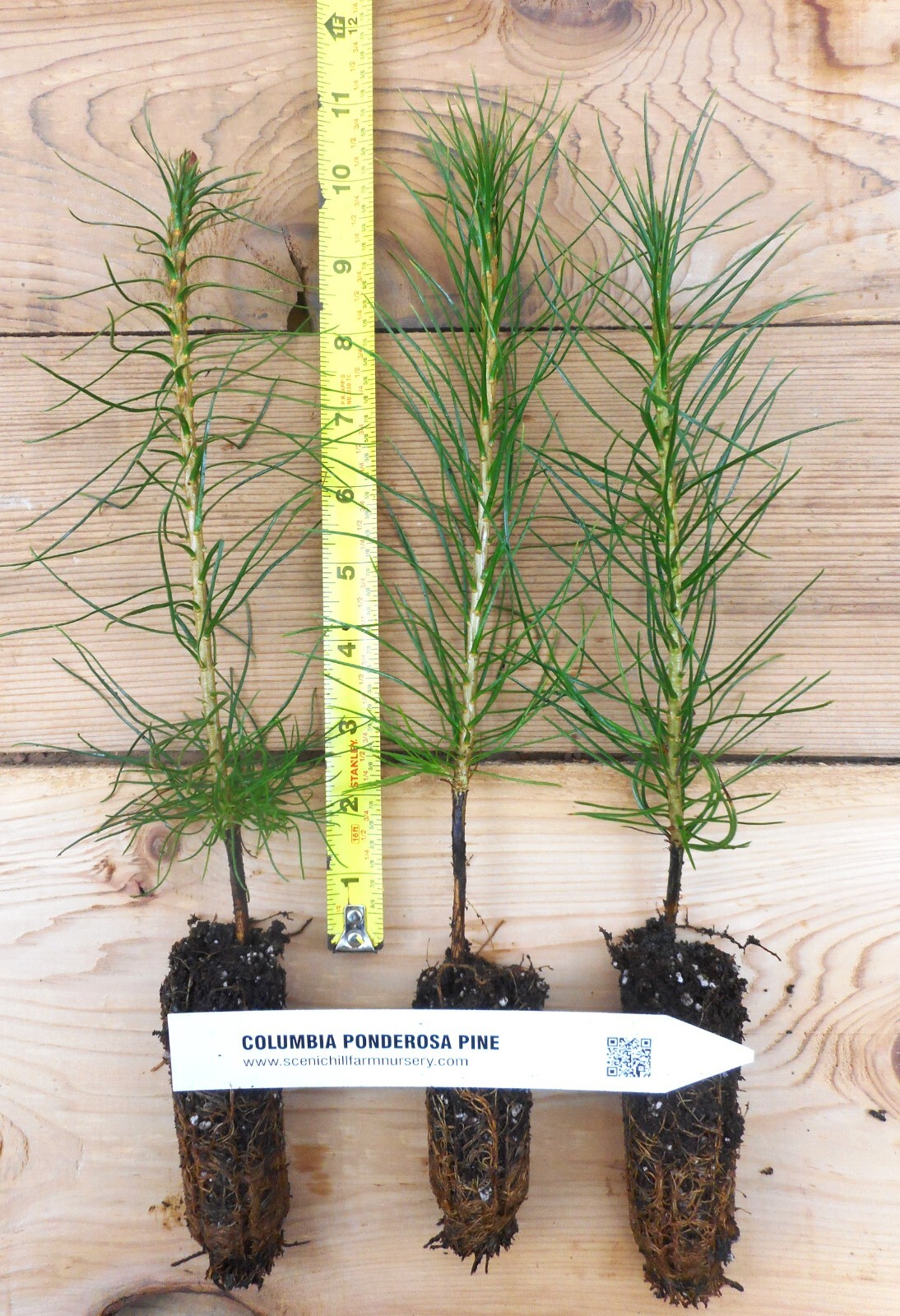 Ponderosa Pine potted tree seedling Landscape, Timber Tree, Bonsai