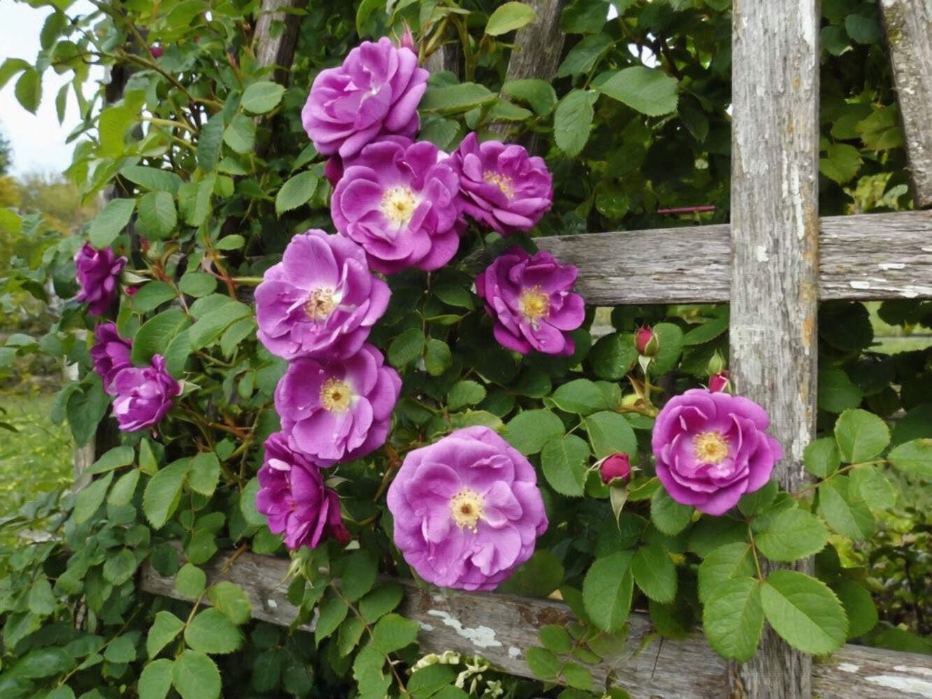 5 PURPLE CLIMBING ROSE Rosa Bush Vine Climber Fragrant Butterfly Flower Seeds