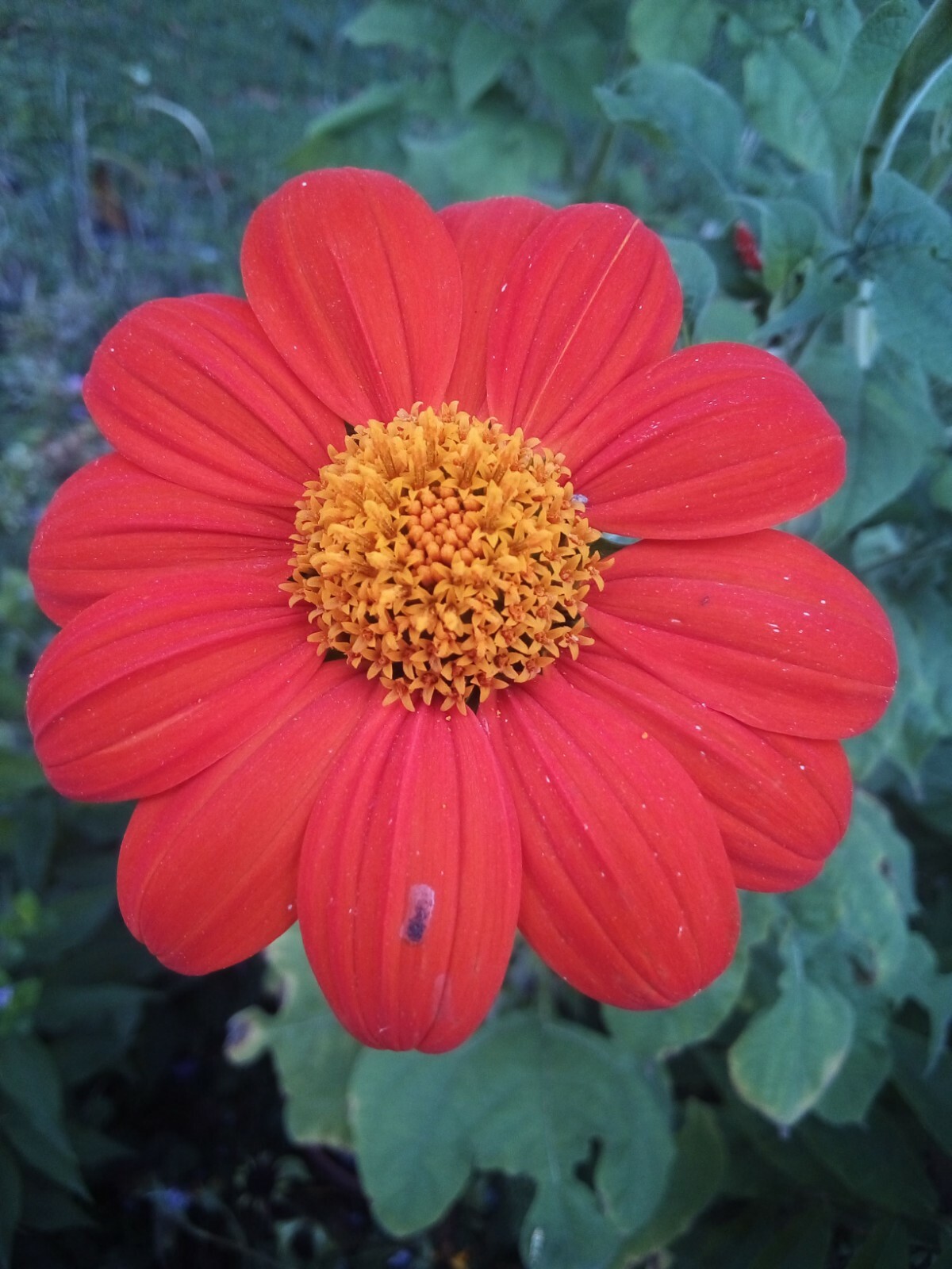 30 SEEDS MEXICAN SUNFLOWER TORCH TITHONIA SPECIOSA