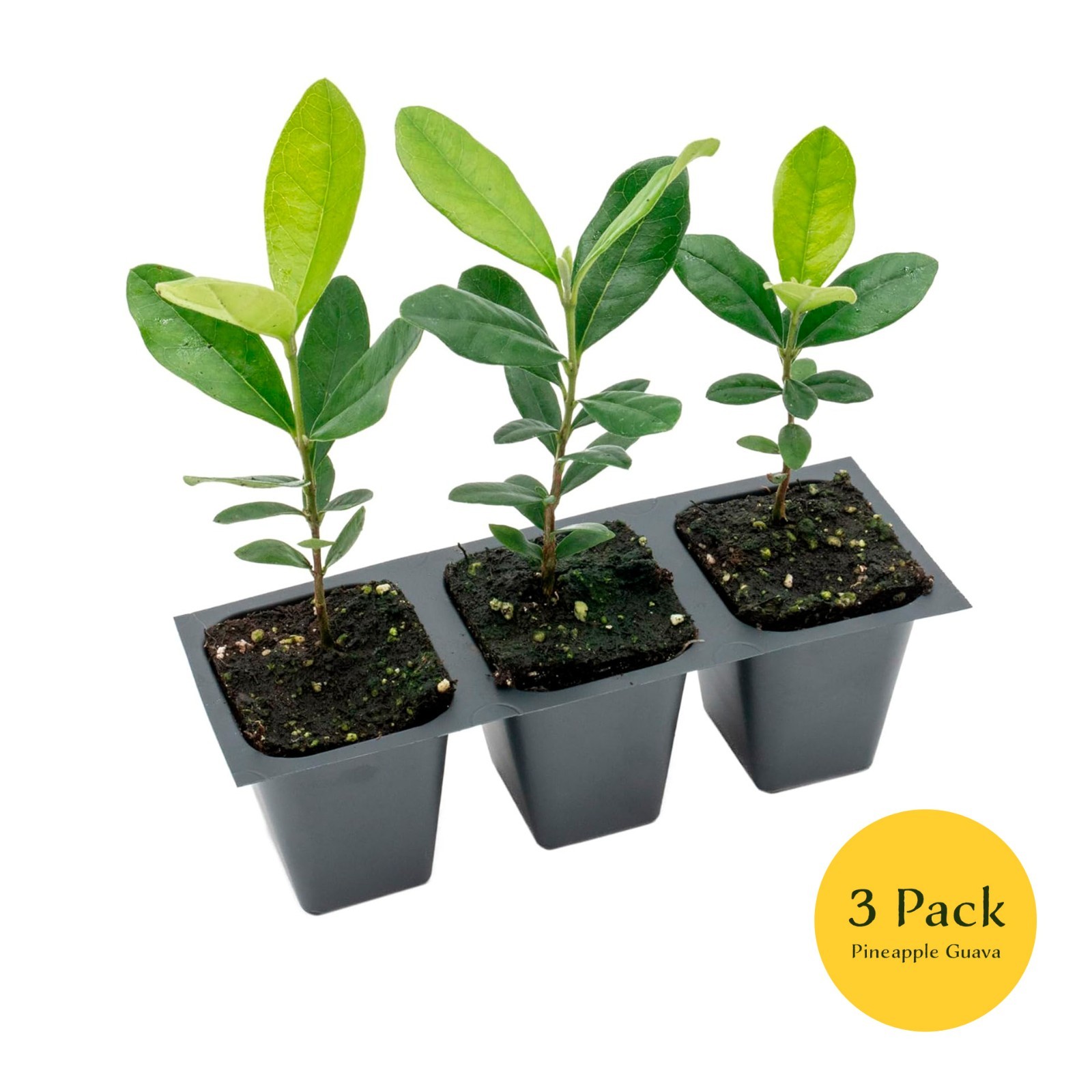 Pineapple Guava (Feijoa) Trees in 2.5-inch Nursery Cubes | Feijoa Sellowiana