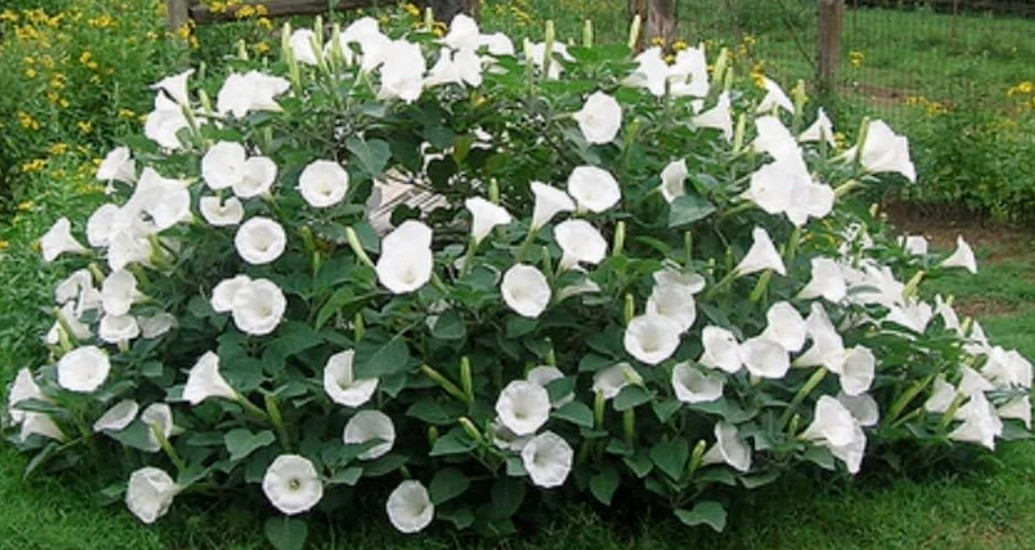 Moonflower 50+ Seeds WHITE Fragrant Bush Organic Moon flower Datura Trumpet