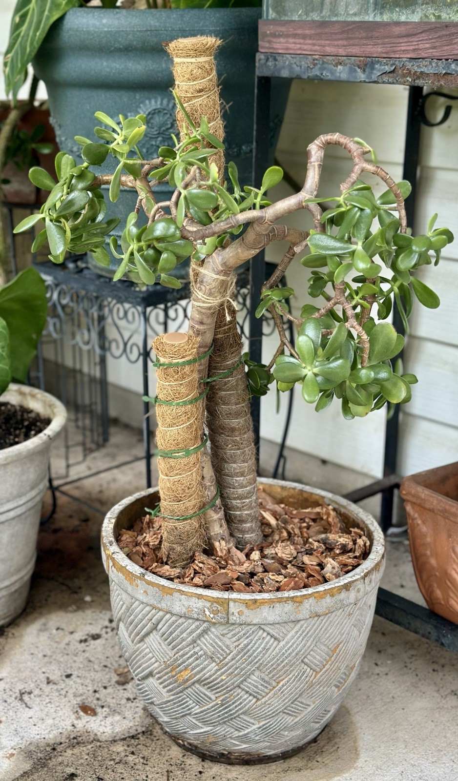 25+ yr old jade plant/money plant/Crassula ovata Trunk 4” thick, 2’+ tall
