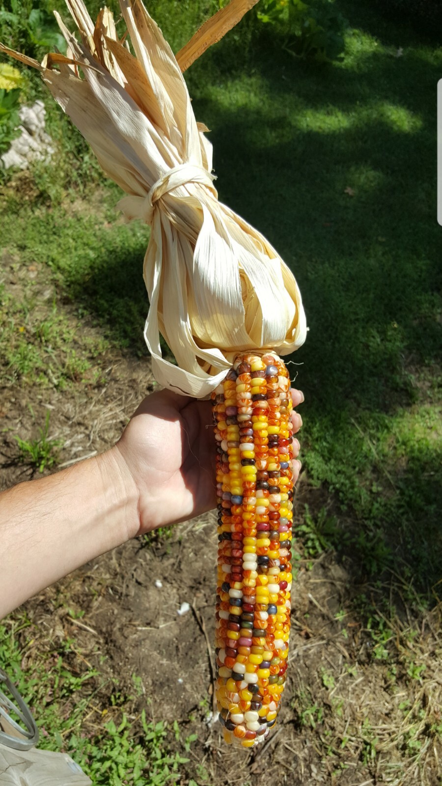 Rare Giant Indian Corn Seeds X50!Colorful Massive Ears,Ornamental!Easy To Grow!