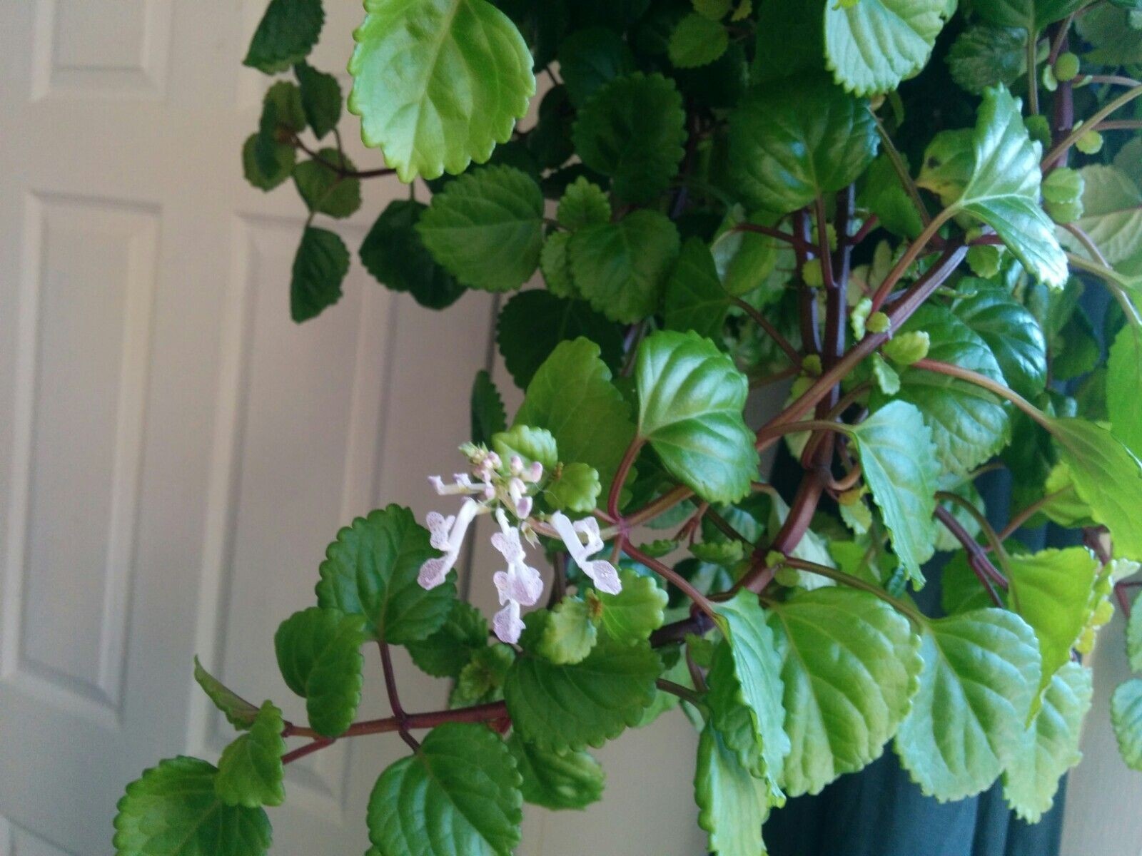 Green Swedish Ivy Live Plants -Size 3-8 Inches – Green Swedish Ivy Houseplant