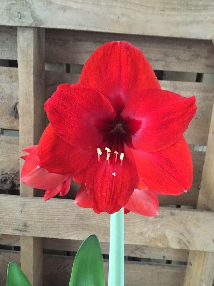 3 Random Mixed amaryllis Amaryllis Bulbs Wonderful Gifts
