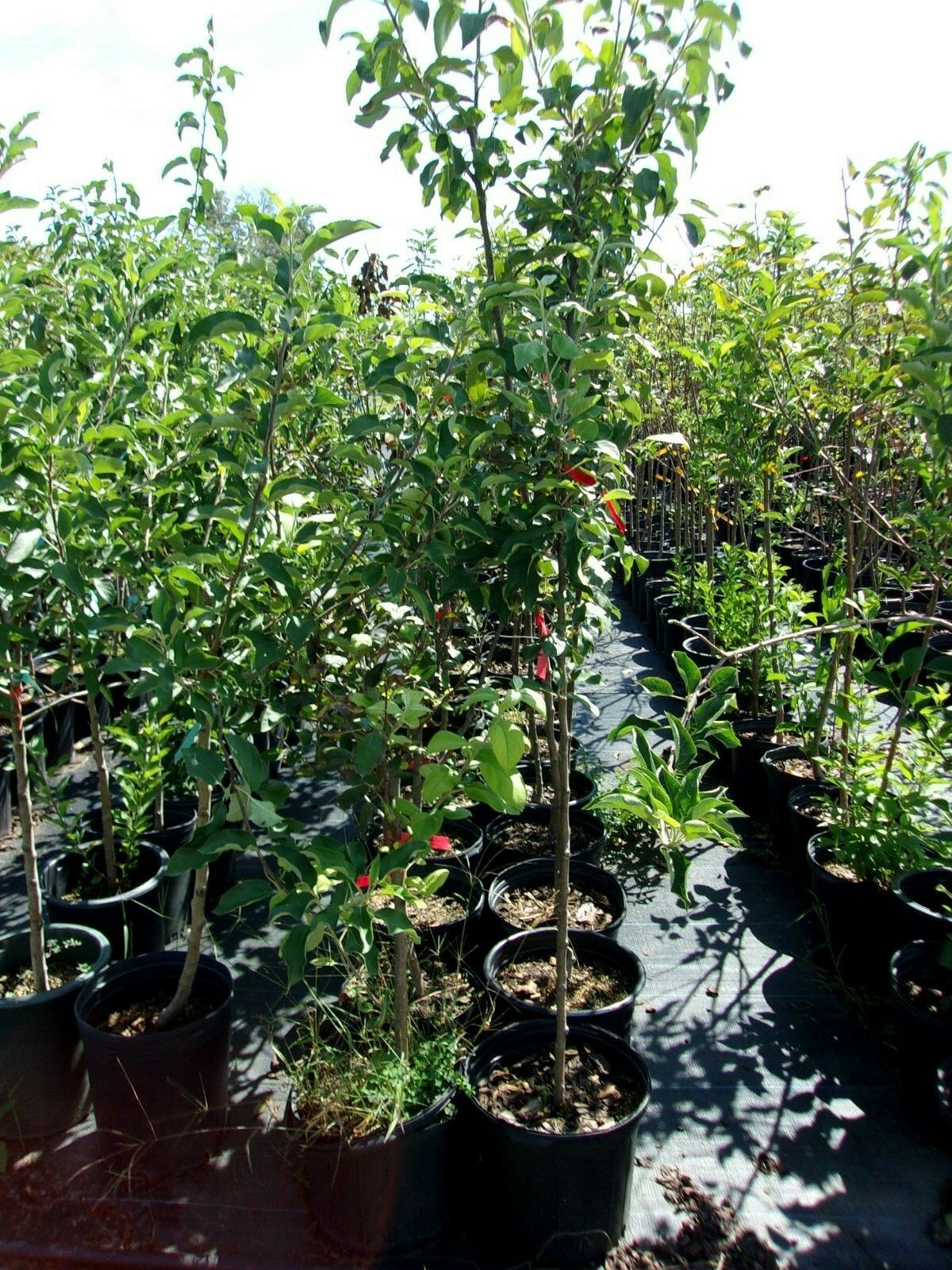 Cortland Apple Fruit Tree 4′-6′ Live Trees Plant Sweet Juicy Apples Orchard