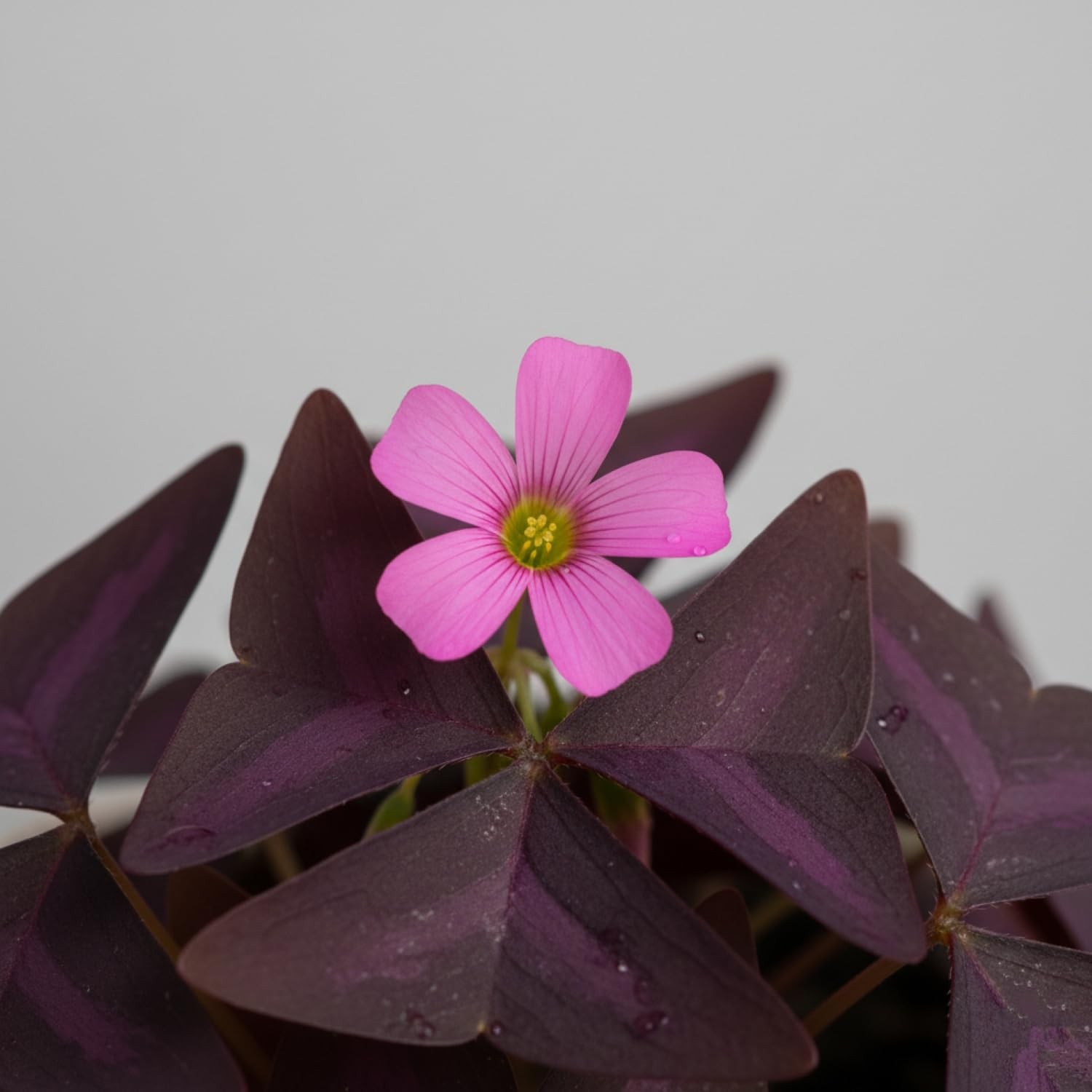 Pack of 24 Purple Shamrocks Bulbs, Oxalis Bulbs for Planting,