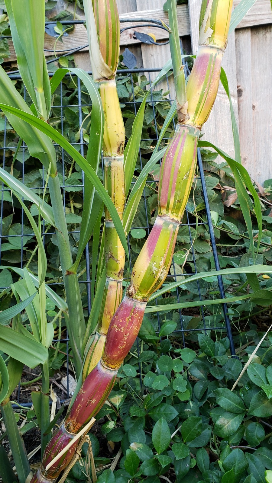 Buddha Belly Hawaiian Sugarcane