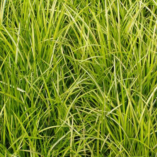 Acorus ‘Ogon’ – Variegated Japanese Sweet Flag – 60 Plants in 3-1/2 inch Pots