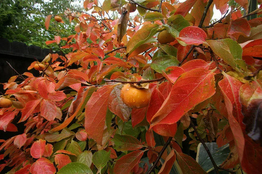 American Persimmon tree qt. pot (Diospyros virginiana ‘American)