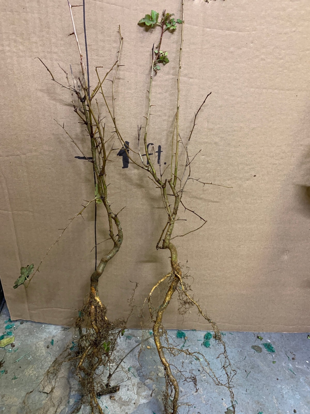 Two plants 2-3 year old Washington hawthorn (Crataegus phaenopyrum)