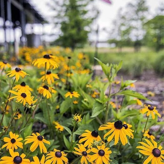 50pcs Black-Eyed Susan Flower Seeds Big Sunflower Blooms Indian Summer Sunshine