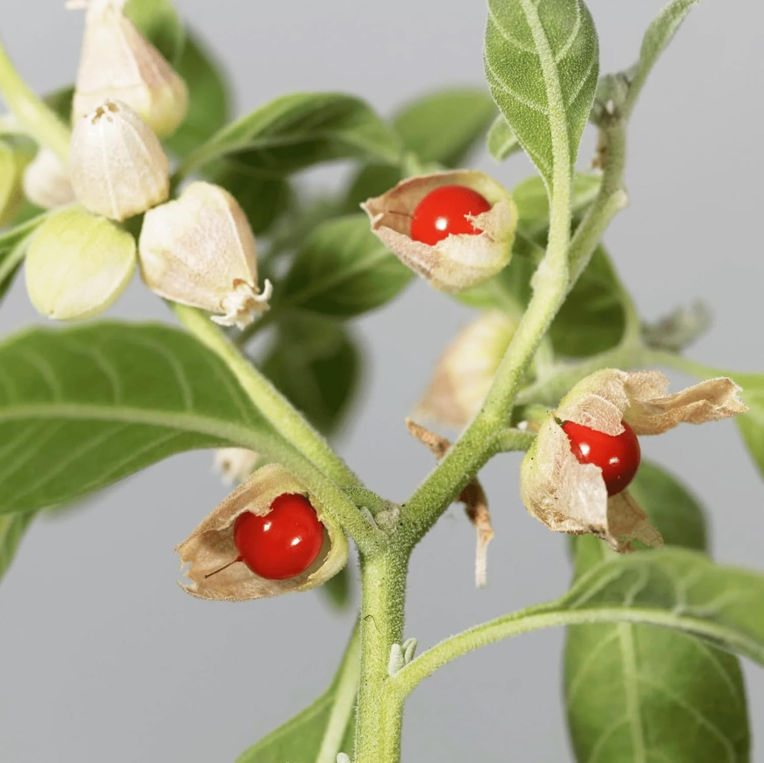 100+ Seed Ashwagandha Seeds for Planting Outdoor -Plant & Grow Heirloom Medicina