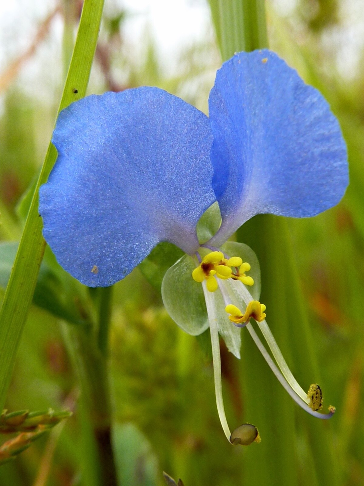 Dayflower Spiderwort cuttings to root (10) (orchid-like blooms)