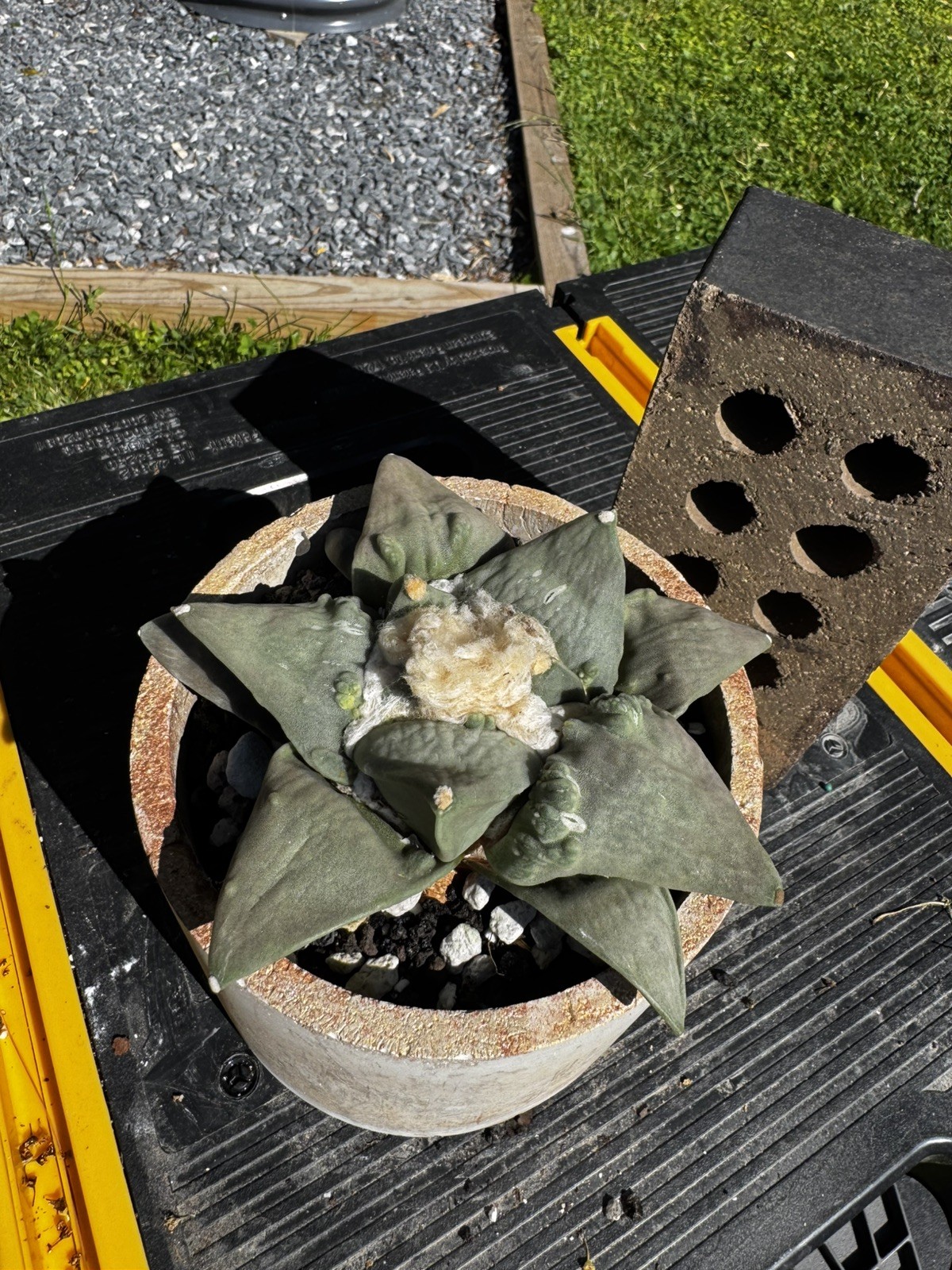 US Seller: Ariocarpus Retusus cv. Cauliflower_Seed grown_Old_Wide tubercles