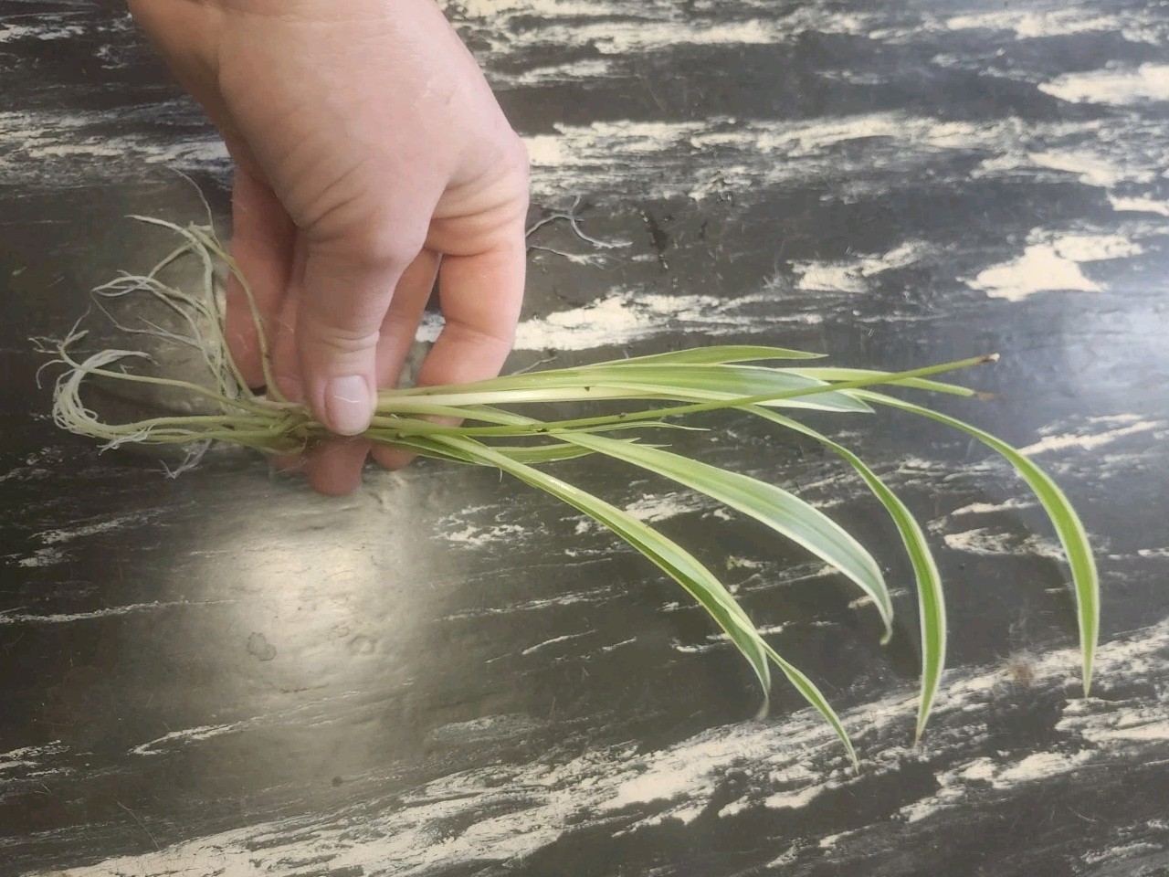 3 Rooted Variegated Spider Plants Live Plant Starters Air Purifying Houseplants