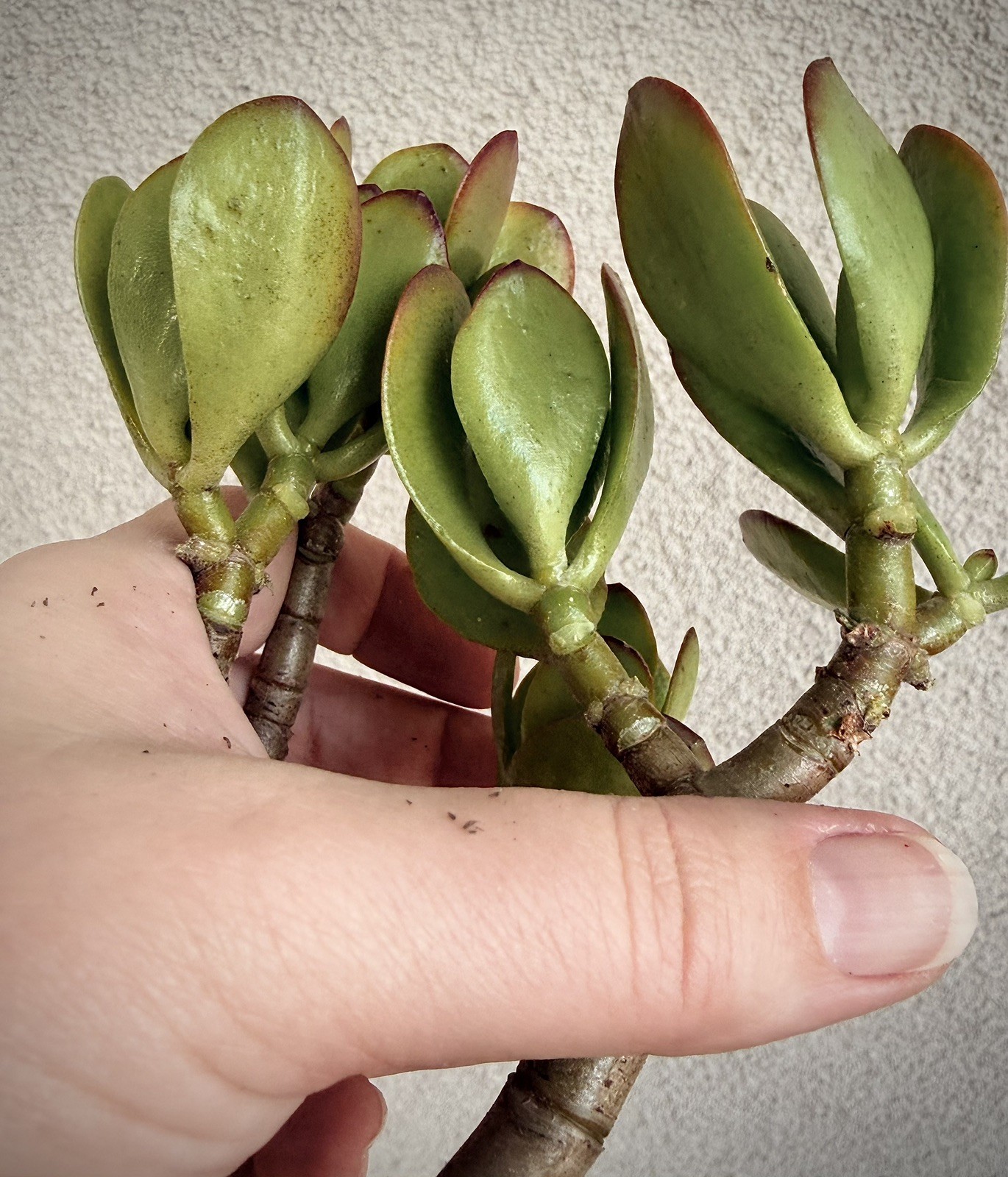 12”-14” Jade Crassula Ovata 1 stem Cutting red tippedlucky easy grow Succulent